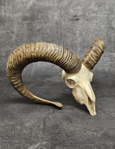 Crane de bélier en résine