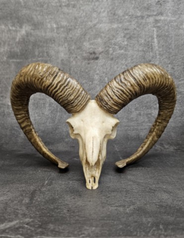 Crane de bélier en résine