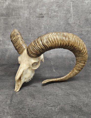 Crane de bélier en résine