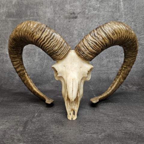 Crane de bélier en résine